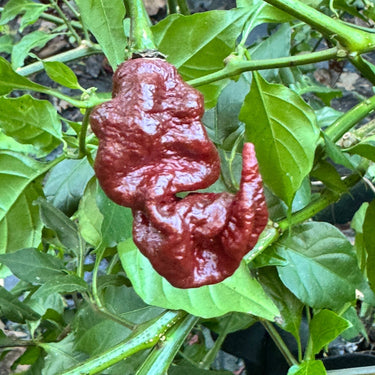 Chocolate Primotalii - Seeds - The Pepper Pantry (Formerly Marie Sharp's)